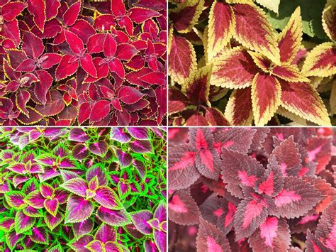 Coleus Plants How To Grow Care For Colorful Mayana Colorful