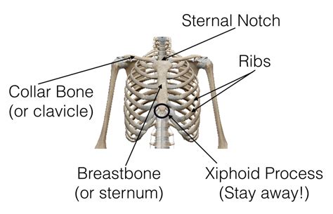 May 15, 2021 · body parts aroung the chest : Beyond Foam Roller Exercises: Neck & Chest Self Myofascial ...