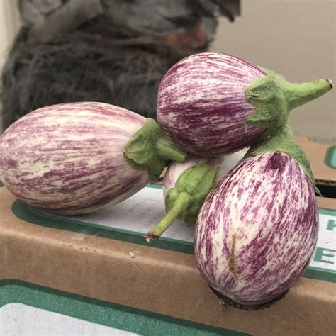 I prefer using chinese eggplants but italian, graffiti or regular globe eggplants work as well. Graffiti Eggplant Information, Recipes and Facts