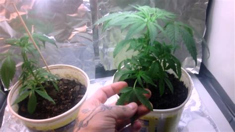 Maybe you would like to learn more about one of these? Cfl grow, cabinet update - YouTube