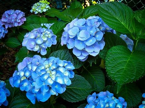 Nikko Blue Hydrangea For Sale Online The Tree Center