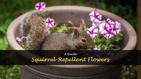 Squirrel Repellent Flowers Shuncy