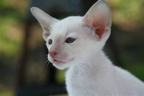 Here are general guidelines for kittens' stages of development that provide an outline of what to expect during their first 18 months of life. The Bottom Line on Cat Vaccinations | MSAH - Metairie ...