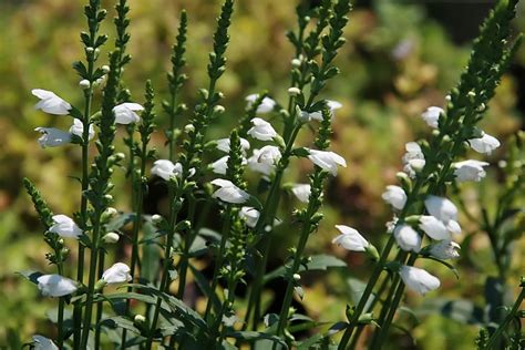 The university of texas at austin. Physostegia virginiana 'Miss Manners' (Miss Manners, Miss ...