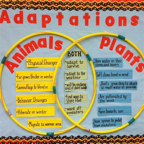 Use A Venn Diagram To Demonstrate Animal And Plant Adaptations