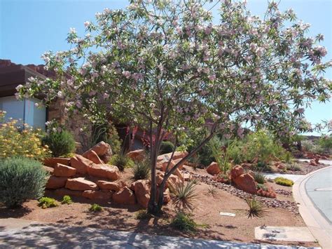 With over eighty thousand inhabitants saint george is. Plant Guide For Southern Utah's Unique Desert Climate ...