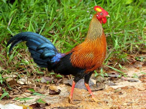 Gallus Lafayetii Sri Lanka Barred Rocks Game Birds Fowl Amazing