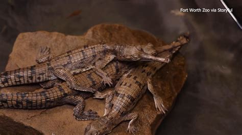 Baby Crocodiles Born At Zoo Are Critically Endangered