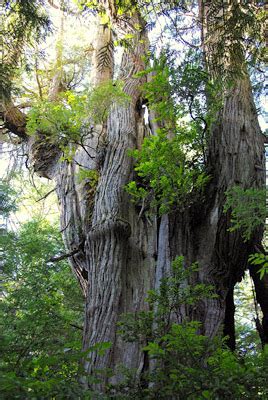 The purpose of this site is to help you identify common conifers and broadleaves in the pacific northwest. Pacific Northwest Trees