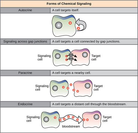Signaling Molecules and Cellular Receptors – Biology 2e