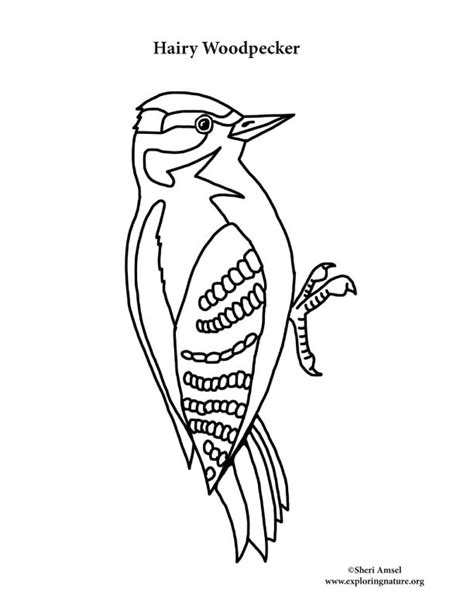Woodpecker coloring pages are fun for children of all ages and are a great educational tool that helps children develop fine motor skills, creativity and color recognition! Woodpecker (Hairy) Coloring Page