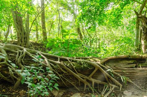 Tree Roots In Forest At Paithailand Stock Photo Image Of Earth