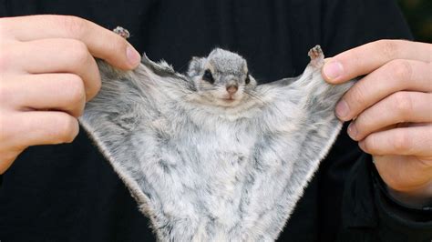 Endangered Animals Of The Eu Siberian Flying Squirrel Europe