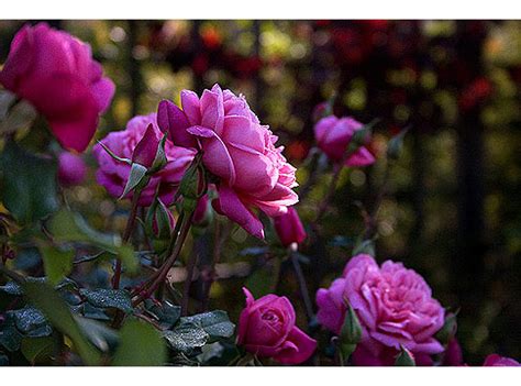 Hybrid teas are valued for their long, sturdy stems, perfectly shaped flowers, and unparalleled fragrance. Miriam's Old Roses Garden - Rose Notes