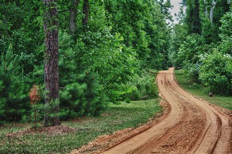 Fotos gratis árbol bosque pista la carretera sendero campo