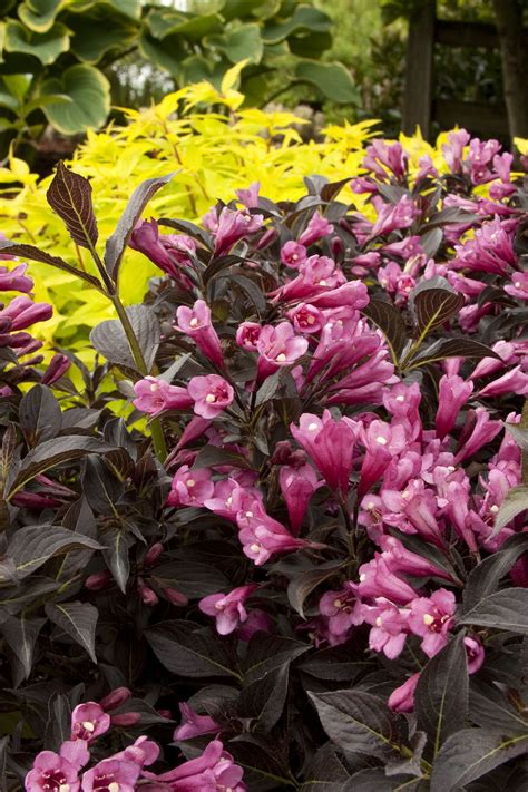 Dark bronze foliage with lime green venation combines with purplish pink tubular flowers to make a dramatic statement in the landscape. Dark Horse Weigela is a dramatic addition to the garden ...