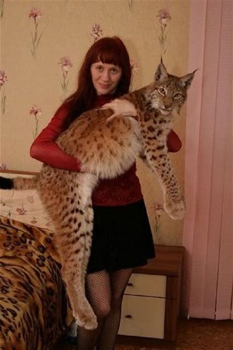 The highlander (also known as the highlander shorthair, and originally as the highland lynx), is an experimental breed of cat. Healthiana: Lynx Cat