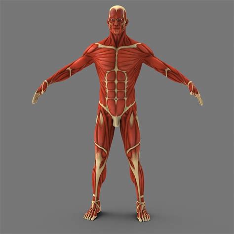 Cardiac muscle tissue cannot be controlled. 3d model muscular human