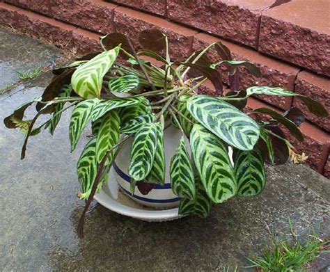 After the juvenile prayer, plants start to push. Prayer Plant Prayer plant-best way to grow and take care ...