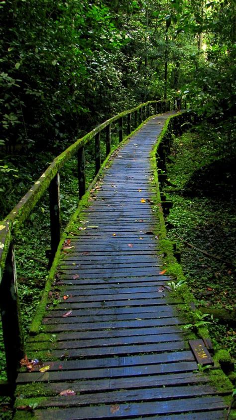 Forest Walkway Source Beautiful Forest Green Nature