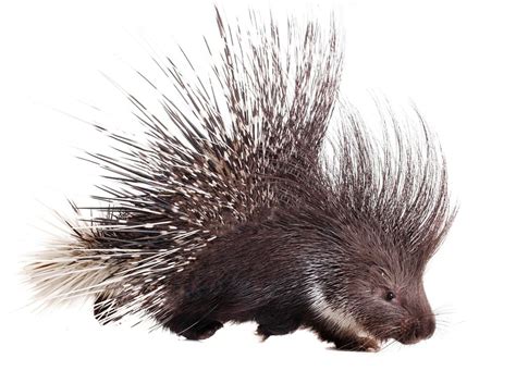 Porcupine Facts Animal Facts Encyclopedia