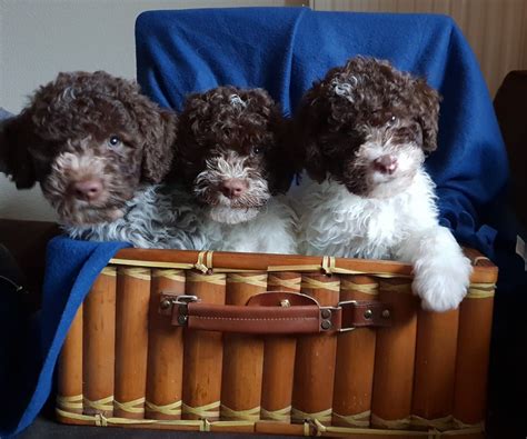 48 lagotto romagnolo puppies price. Pin by Stephen Zerwas on Lagotto Romagnolo | Water dog ...
