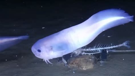 Meet The New Species Of Deep Sea Fish So Gooey It Melts When Brought To