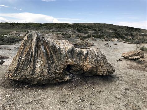 Petrified Forest Loop Trail Outdoor Project