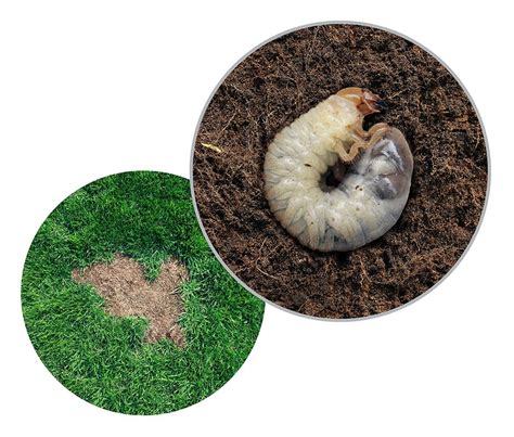Lawn Grub And Pests Get Rid Of Them With Acelepryn Gr