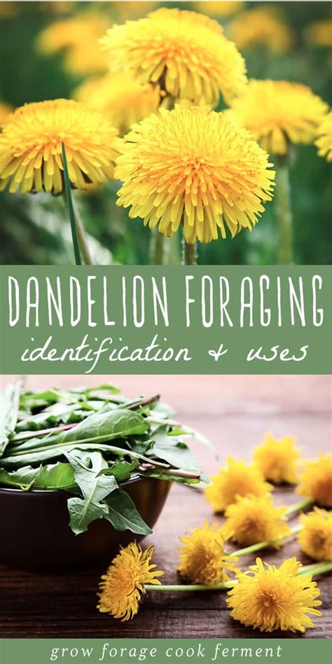 Dandelion Foraging Identification Look Alikes And Uses Edible Wild