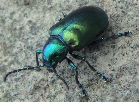 Metallic Green Beetle Bugguidenet
