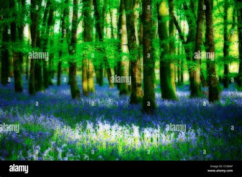 Bluebell Woods Ireland Stock Photo Alamy