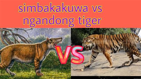 Simbakakuwa Vs Ngandong Tiger • •[~]• Who Would Win Youtube