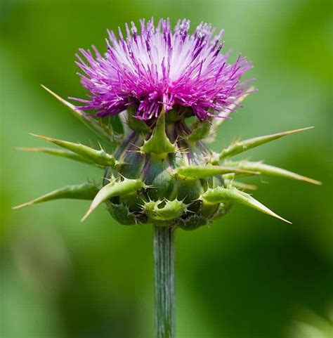 Silybum marianum gehört zur familie der korbblütler (asteraceae) und ist daher mit der artischocke verwandt. Mariendistel Kapseln & Tee Test ++ Welche haben die beste ...
