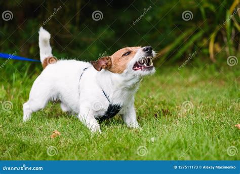 Angry Dog Aggressively Barking And Defending His Territory Stock Image