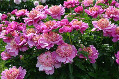 How To Propagate Peonies From Seed And By Division Gardeners Path