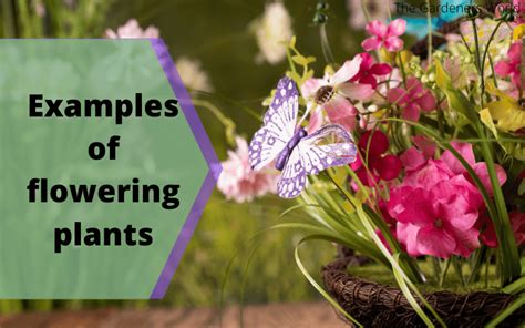10 Examples Of Flowering Plants The Gardeners World