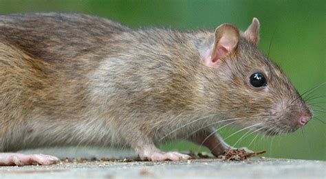 Pest Profiles Norwaybrown Rat