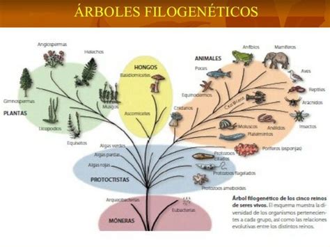 El árbol De La Vida Reinos Biologicos Árbol Filogenético Seres Vivos