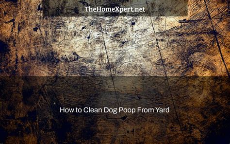 How To Clean Dog Poop From Yard The Home Expert