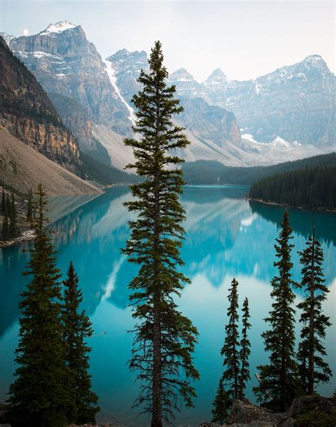 Moraine Pines Pines Of Moraine Lake Guard Its Glacial Blue Shores In