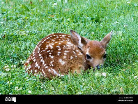 A Fawn A Baby Deer Left In The Open The Fawn Is Laying Curled Up In A