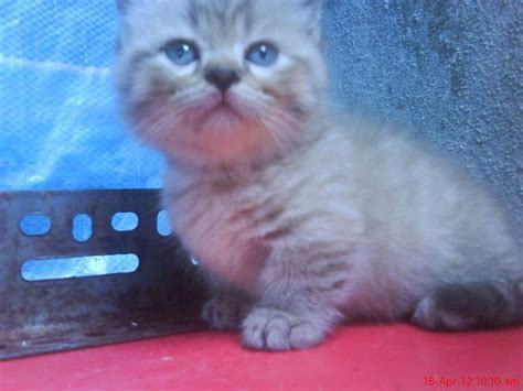 Find out the ten most popular domestic cat breeds in malaysia! Birman Cat Malaysia - Animals & Pets - Malaysia | Chitku.my