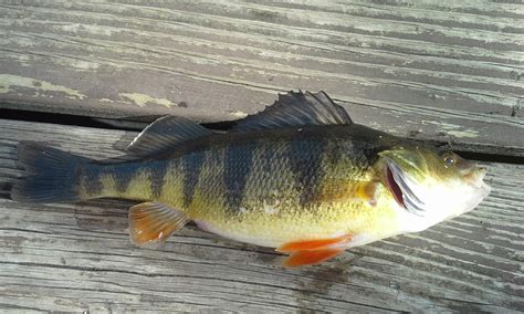 The Show Me Fly Guy: Yellow Perch in Missouri?
