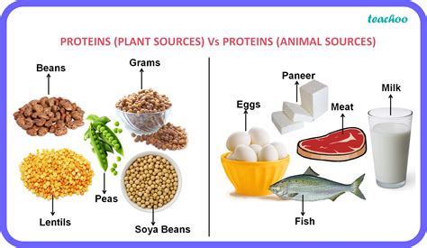 Science Proteins Definition Meanining Types Class 6 Teachoo