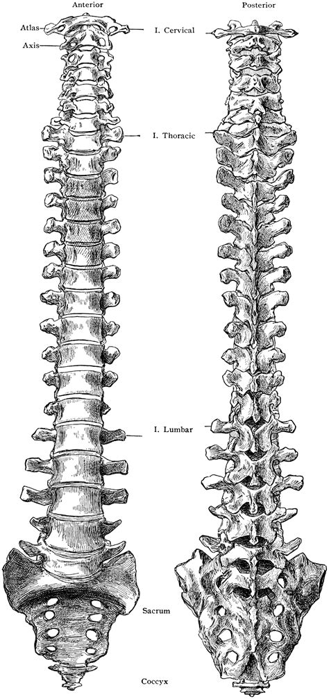 Thoracic Spine Anatomy