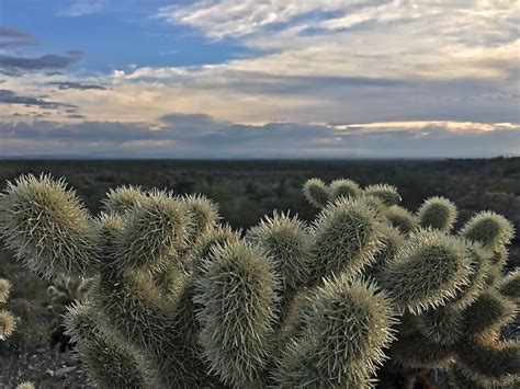 This one can cause immense misery and. Arizona Cactus, Teddy Bear Cholla, aka Jumping Cholla