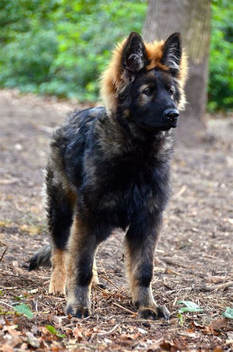 Long Coat Ddr Gsd Sable German Shepherd German Sheperd Dogs German