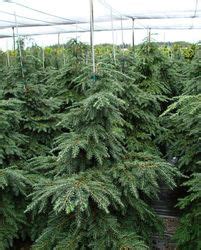 Heterophylla on branchlet characteristics alone. Tsuga canadensis Geneva - The Site Gardener