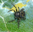 Bomis larvata L. Koch, 1874 Miniature Crab Spider